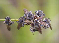 Pseudapis diversipes