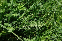 Centaurea scabiosa adpressa