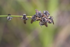 Pseudapis diversipes