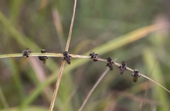 Pseudapis diversipes