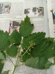Actaea spicata