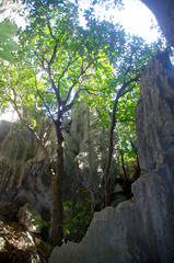 Ficus copiosa
