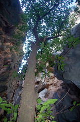 Ficus copiosa