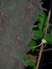 Ficus copiosa