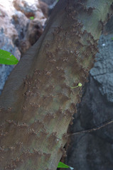 Ficus copiosa