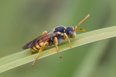 Nomada fucata