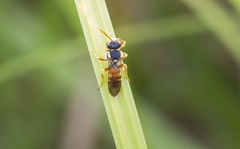 Nomada fucata