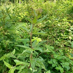 Eupatorium cannabinum