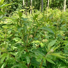 Eupatorium cannabinum