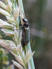Malachius lusitanicus
