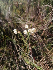 Erica odorata