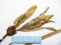 Hemerocallis middendorffii