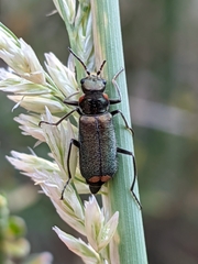 Malachius lusitanicus