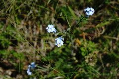 Myosotis lithospermifolia