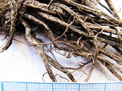 Hemerocallis middendorffii