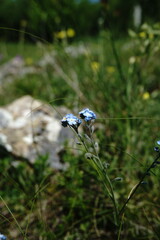 Myosotis lithospermifolia