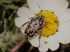 Oxythyrea pantherina