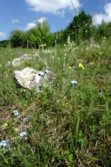 Myosotis lithospermifolia