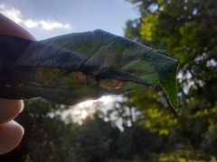 Liriomyza philadelphivora