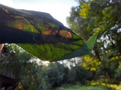 Liriomyza philadelphivora