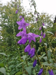 Campanula rapunculoides