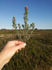 Indigofera sulcata