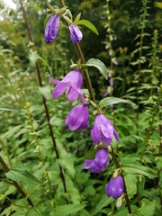 Campanula rapunculoides