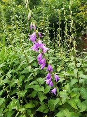 Campanula rapunculoides