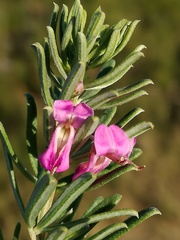 Indigofera sulcata