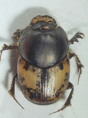 Onthophagus nebulosus