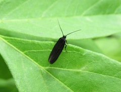 Scythris sinensis