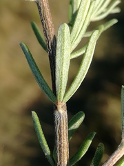 Indigofera sulcata