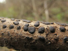 Diatrype disciformis