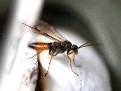 Tenthredopsis friesei