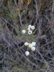 Erica odorata