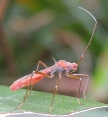 Phaenacantha bicolor