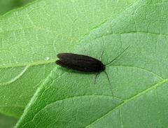 Scythris sinensis