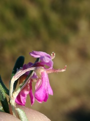 Indigofera sulcata