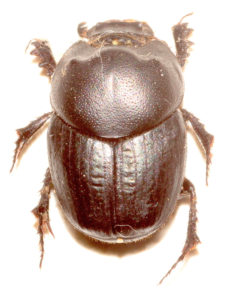 Euonthophagus bedeli