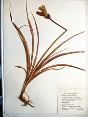 Hemerocallis middendorffii