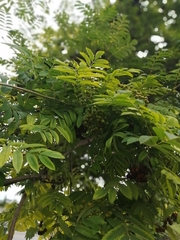 Sorbus aucuparia
