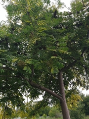 Sorbus aucuparia