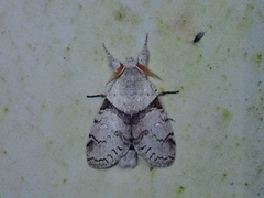 Calliteara diplozona