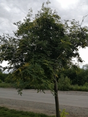 Sorbus aucuparia