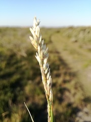 Melica racemosa