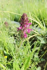 Pedicularis kansuensis