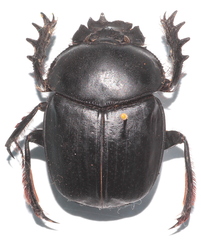 Scarabaeus sacer