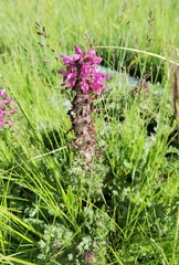 Pedicularis kansuensis