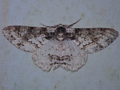 Iulotrichia decursaria