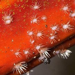 Hispidula dicksoniae